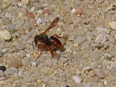 Rhodanthidium