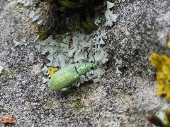 Phyllobius argentatus