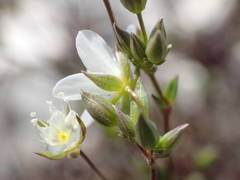 Arenaria provincialis