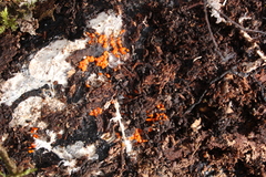 Byssonectria terrestris