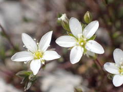 Arenaria provincialis