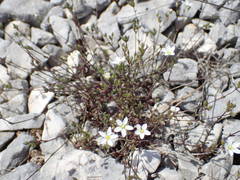 Arenaria provincialis