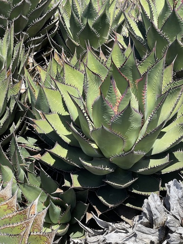 Shaw's Agave