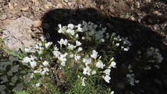 Leptosiphon floribundus