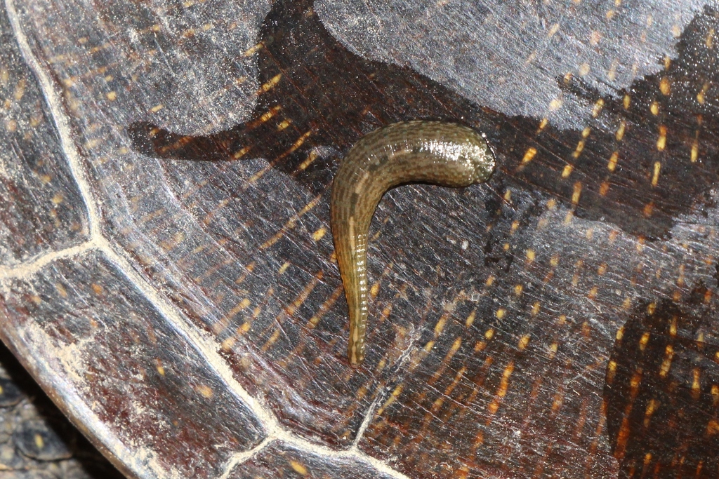 Placobdella costata