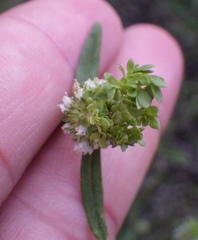 Spermacoce verticillata