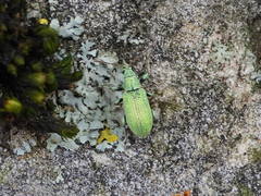 Phyllobius argentatus