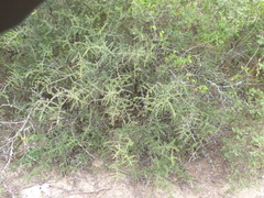 Condalia microphylla