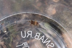 Myrmecophilus acervorum