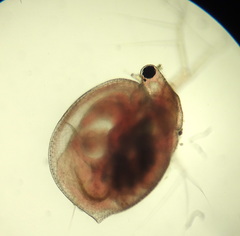 Ceriodaphnia laticaudata