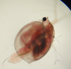 Ceriodaphnia laticaudata