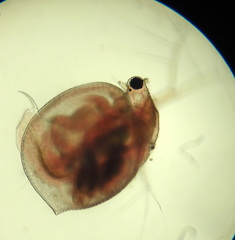 Ceriodaphnia laticaudata