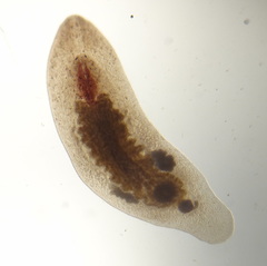 Macrostomum tuba