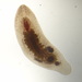 Macrostomum tuba - Photo (c) Jane Trembath, some rights reserved (CC BY-NC), uploaded by Jane Trembath