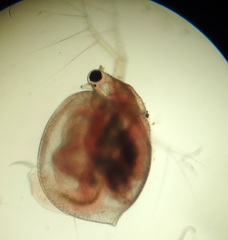 Ceriodaphnia laticaudata