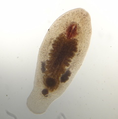 Macrostomum tuba