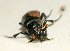 Nicrophorus nigrita
