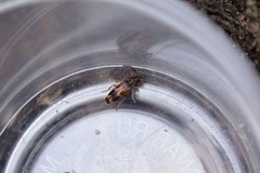 Hypulus quercinus