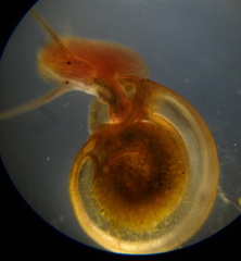 Planorbidae