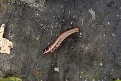 Denticollis linearis