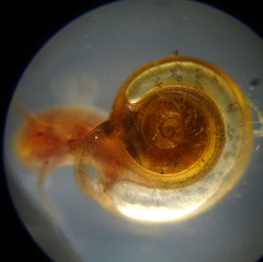 Planorbidae