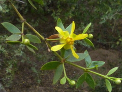 Larrea divaricata
