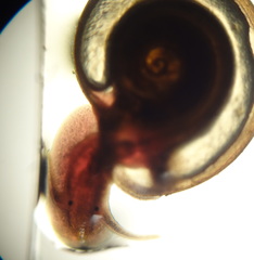 Planorbidae