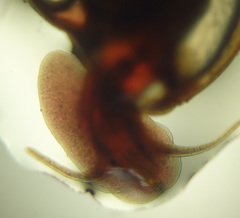 Planorbidae
