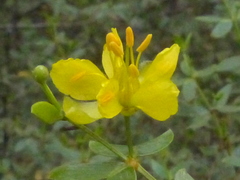 Larrea divaricata