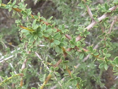 Condalia microphylla