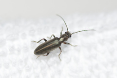 Oxycopis