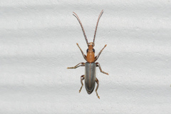 Oxycopis