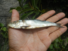 Indian Oil Sardine photo 2