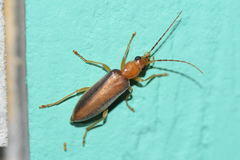 Oxycopis suturalis