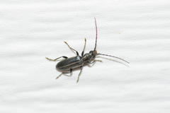 Oxycopis falli