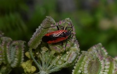 Dionconotus neglectus neglectus