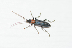 Oxycopis floridana