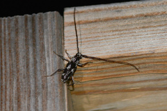 Elaphidion irroratum