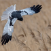 Pied Harrier - Photo (c) Анна Голубева, some rights reserved (CC BY-NC-ND), uploaded by Анна Голубева