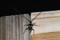 Elaphidion irroratum