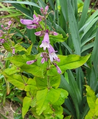 Penstemon smallii