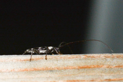 Elaphidion irroratum