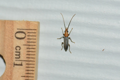 Oxycopis