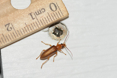 Oxycopis suturalis