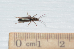 Oxycopis falli