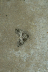 Hydriomena impluviata