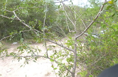 Schinopsis lorentzii