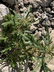 Xanthium spinosum