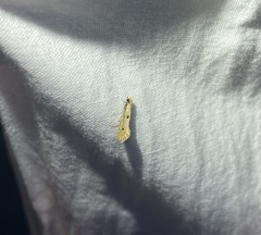 Tinea trinotella