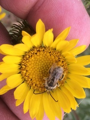 Melissodes microstictus